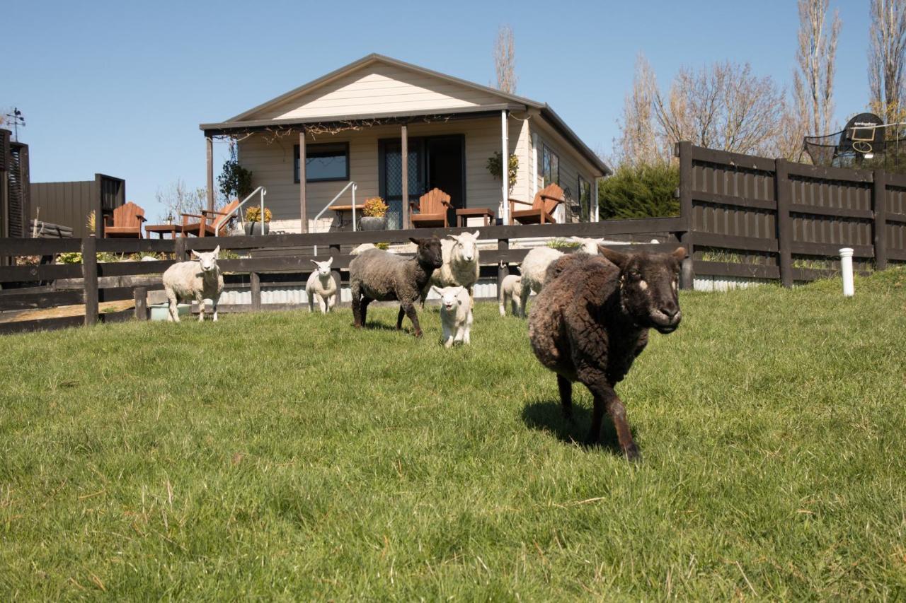 Shearvue Farmstay With Optional Free Farm Experience At 5Pm Fairlie Extérieur photo