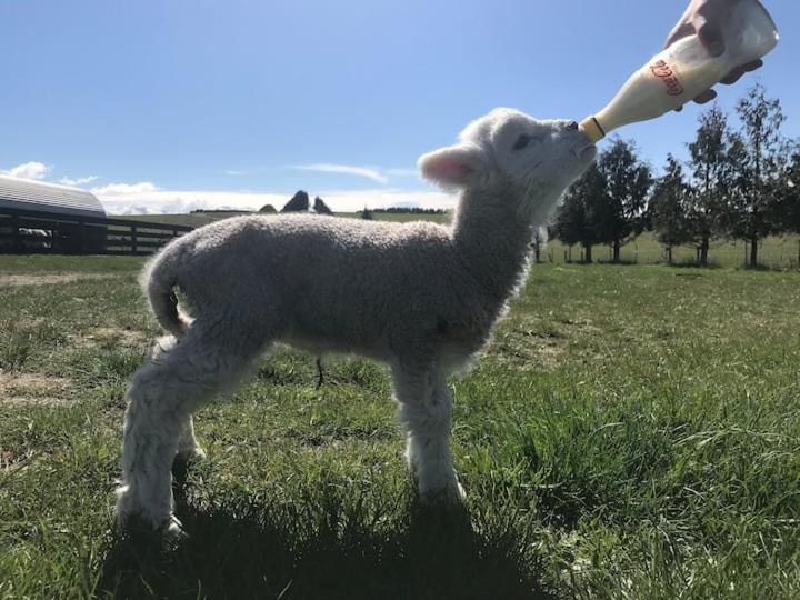 Shearvue Farmstay With Optional Free Farm Experience At 5Pm Fairlie Extérieur photo