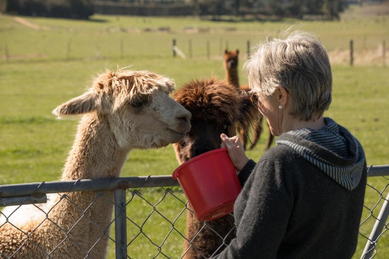 Shearvue Farmstay With Optional Free Farm Experience At 5Pm Fairlie Extérieur photo