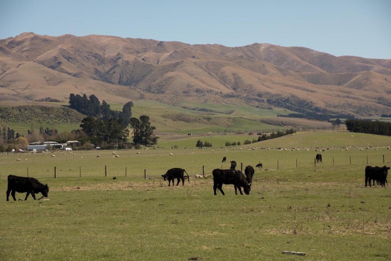 Shearvue Farmstay With Optional Free Farm Experience At 5Pm Fairlie Extérieur photo